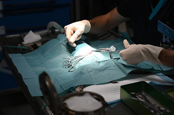 CB-Chirurgie Chirurgie vétérinaire, Hospitalisation vétérinaire