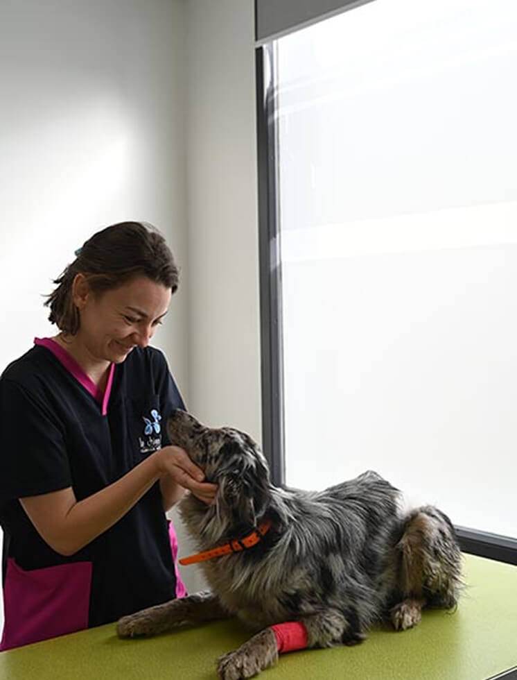 Vétérinaire consultant un chien à la clinique de Cotignac