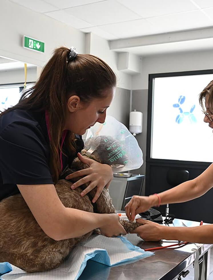 Consultation vétérinaire à Cotignac