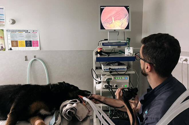CB-Endoscopie Endoscopie vétérinaire