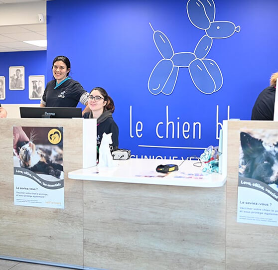 CB-Header-1 Accueil de la clinique vétérinaire Chien Bleu
