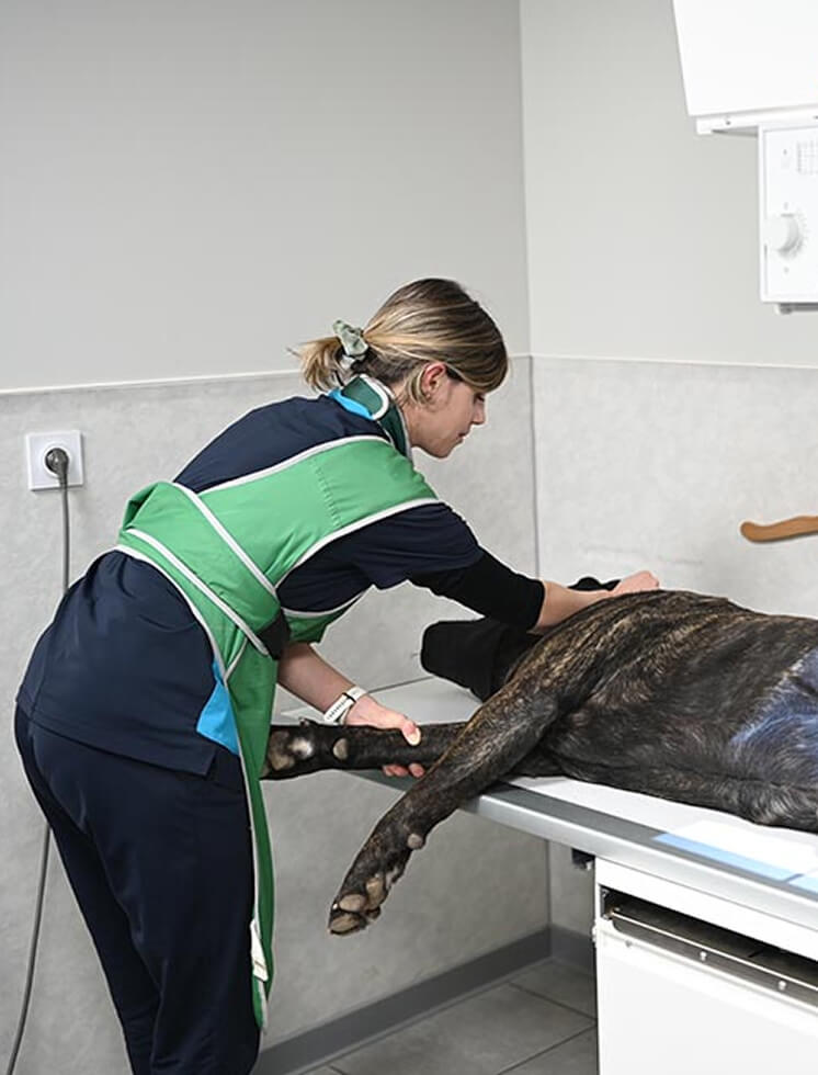 CB-Services-1 Vétérinaire qui consulte un chien