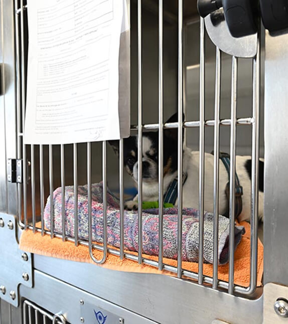 CB-Services-2 Chien en hospitalisation vétérinaire