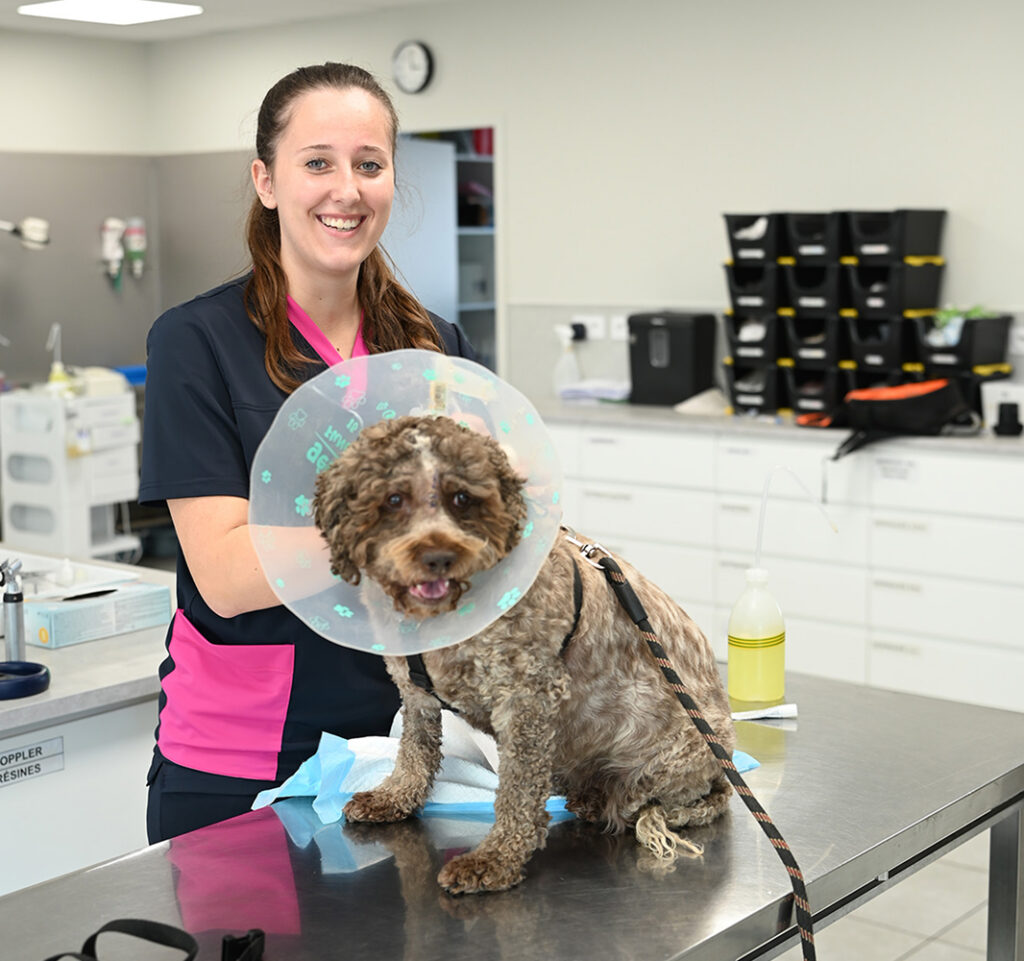 Para 1 - Consultation chien - Clinique vétérinaire Chien Bleu